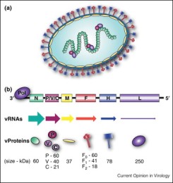 PPRV structure, genome and proteins